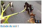 balade-quotidienne-shiba-inu-meute-laisse-CKK-elevage