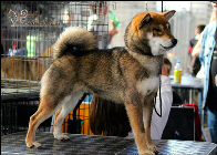 Shiba-inu-sesame-goma-male-CKK-elevage-kennel