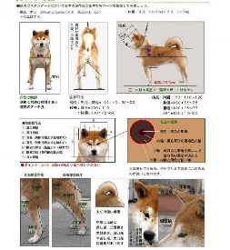 Shiba-inu-standard-japonais