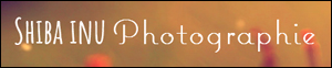 shiba-inu-photographie