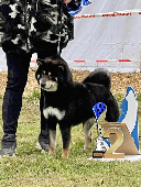 TEN-Futen-no-Shu-go-shikoku-suehiroan-FUKURYUU-black-tan-bloodline-male-shiba-inu-stud-etalon-nippo-japan-import-elevage-Chuken-kikusou-chien-japon-kuroshiba-reproducteur-available-breed-for-sell